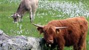 Alpské parky a střediska rakousko-švýcarského pomezí s kartou Montafon Brandnertal WildPass