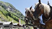 Východní Tyrolsko s kartou Osttirol's Glockner-Dolomiten a wellness