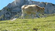 Severní Svatojakubská pouť - severní cestou přes Kantábrii, Asturii a Picos de Europa do Santiaga de Compostela