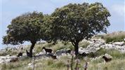 Mallorca s turistikou - nedotčená příroda a tradiční architektura