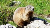 DACHSTEIN A SCHLADMINGSKÉ TAURY  s letní kartou Schladming-Dachstein