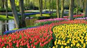 ROZKVETLÉ HOLANDSKO  země mlýnů, dřeváků a sýrů s návštěvou květinového parku KEUKENHOF - Keukenhof