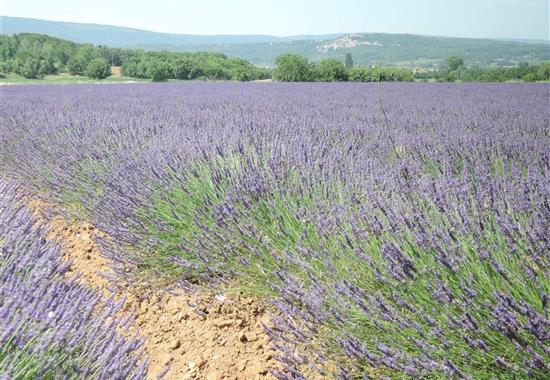 Provence a krásy Azurového pobřeží jedna cesta letecky
