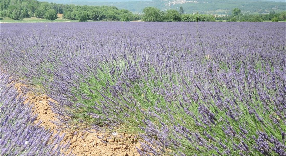 Provence a krásy Azurového pobřeží jedna cesta letecky