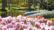 ROZKVETLÉ HOLANDSKO  země mlýnů, dřeváků a sýrů s návštěvou květinového parku KEUKENHOF - Keukenhof