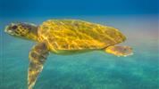 Zakynthos s výletem na Kefalonii - studia - bez stravy - 7 nocí
