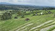 Bali - ostrov chrámů, rýžových polí a úsměvů - Rýžové terasy Jatiluwih (UNESCO)