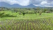 Bali - ostrov chrámů, rýžových polí a úsměvů - Rýžové terasy-Jatiluwih (UNESCO)