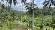 Bali - ostrov chrámů, rýžových polí a úsměvů - Rýžové terasy