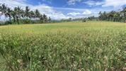 Bali - ostrov chrámů, rýžových polí a úsměvů - Ubud-rýžové pole