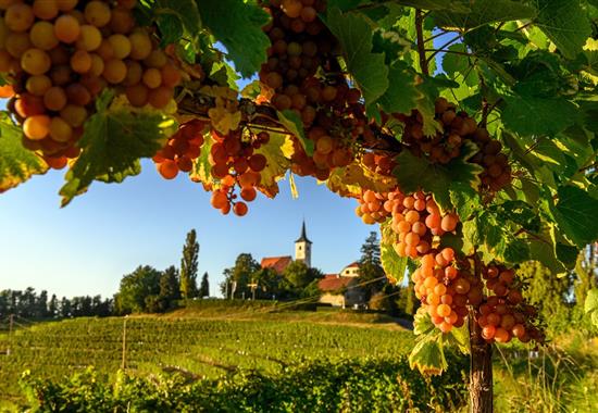 Ze slovinského Toskánska k vinicím u Jadranu i smaragdové Soče - 