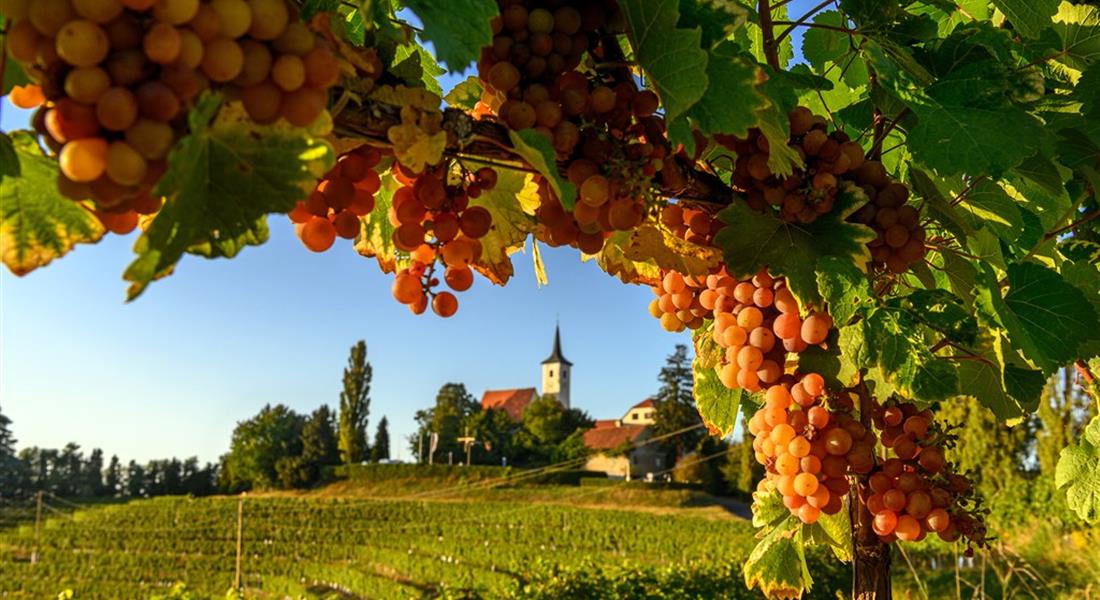 Ze slovinského Toskánska k vinicím u Jadranu i smaragdové Soče