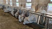 Vína dóžat a renesance pod toskánským sluncem - exkluzivní zájezd za vínem a poznáním