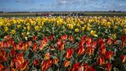 ROZKVETLÉ HOLANDSKO  země mlýnů, dřeváků a sýrů s návštěvou květinového parku KEUKENHOF