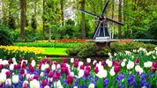 ROZKVETLÉ HOLANDSKO  země mlýnů, dřeváků a sýrů s návštěvou květinového parku KEUKENHOF