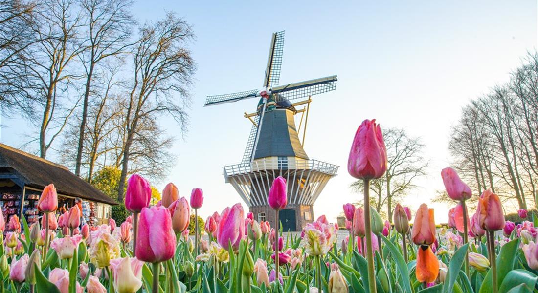 ROZKVETLÉ HOLANDSKO  země mlýnů, dřeváků a sýrů s návštěvou květinového parku KEUKENHOF