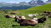 Švýcarsko letecky s panoramatickými vlaky Bernina Express a Ledovcový Express