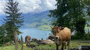 ALSASKO, ŠVÝCARSKO A BODAMSKÉ JEZERO s výjezdem na Dračí horu Pilatus!