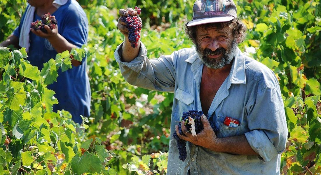 Zakynthos - Řecko a Zakynthos jsou známy chutnými a kvalitními víny. Řecká vína=chutný suvenýr.