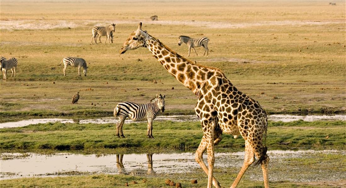 JIHOAFRICKÁ REPUBLIKA – ZEMĚ BOHATÝCH VINIC, VIKTORIINY VODOPÁDY A NEJKRÁSNĚJŠÍ SAFARI V BOTSWANĚ - exkluzivně se someliérem