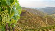 Za španělskými králi a jejich víny aneb od Madridu k oceánu s víny oblastí Duero, La Rioja a Kantábrie - exkluzivně se sommeliérem
